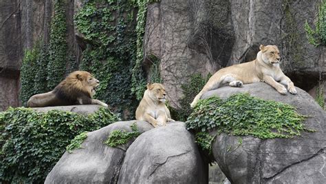 The 10 Best Zoos In The Us Budget Travel