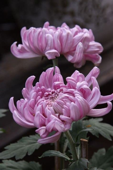 Two Pink Flowers With Green Leaves In The Foreground