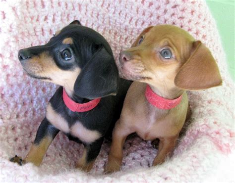 Polka Left & Dot Right, Dachshund ~ Chihuahua Mix Puppies + Sweet Tiny ...