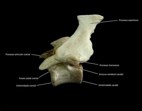 Segunda Vértebra Torácica Aspecto Caudal Download Scientific Diagram