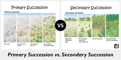 Primary Succession After Volcano Eruption