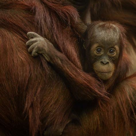 New hope for one of the world’s rarest bird species | Chester Zoo