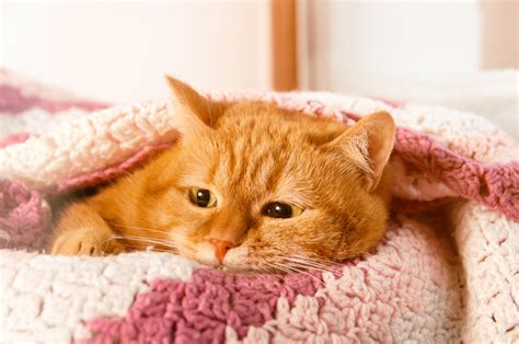Infection Urinaire Chez Le Chat Symptômes Traitements Magazine Zooplus
