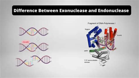 22 Differences Between Endonuclease And Exonuclease Endonuclease Vs