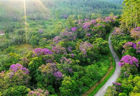 Florada De Manac Da Serra E Borboletas Morpho S O Atrativos Novo Momento