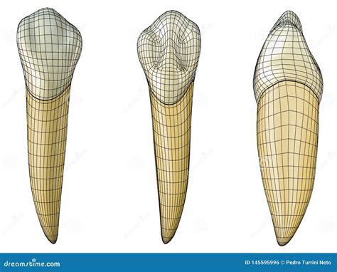 Mandibular Canine Tooth In The Vestibular Palatal And Lateral Views