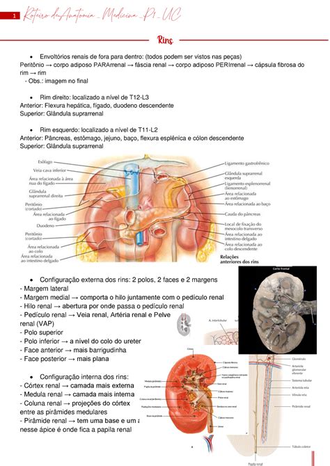 Monitoria De Anatomia UC Anatomia Humana UniCesumar Studocu