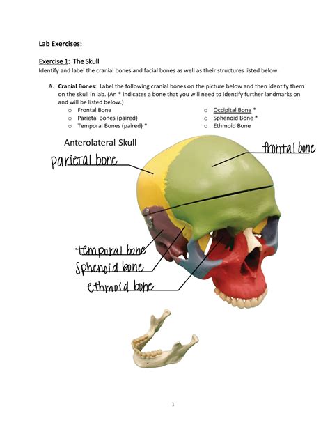 Axial Skeleton Skull Worksheet