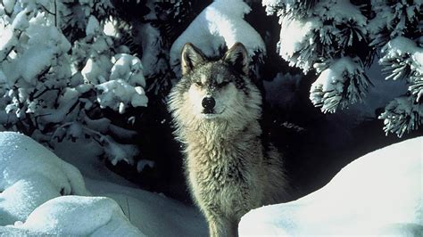 Wisconsin Wolf Ends Opening Day Hunt An Official Journal Of The Nra