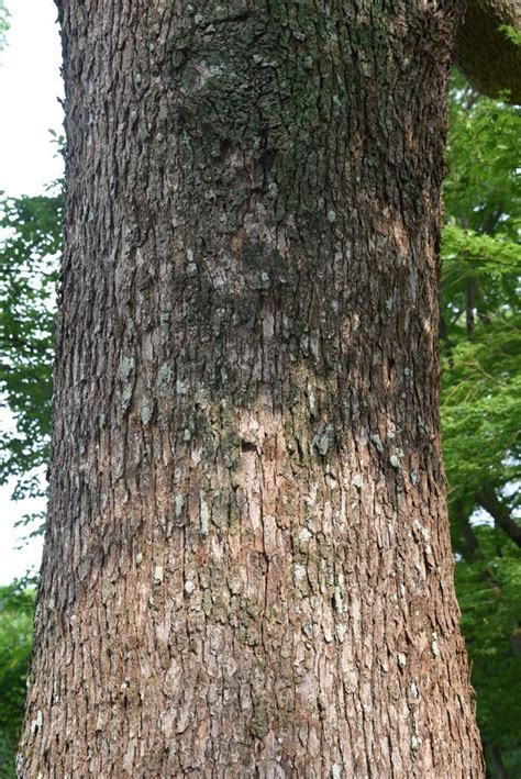 Camphor tree stock image. Image of medicinal, asia, fragrant - 151248709