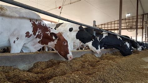 Silage Testing Glenn Seed Ltd