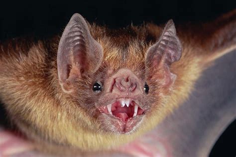 Vampire Bat Adopts Orphan Baby Bat After Untimely Death Of Its Mother