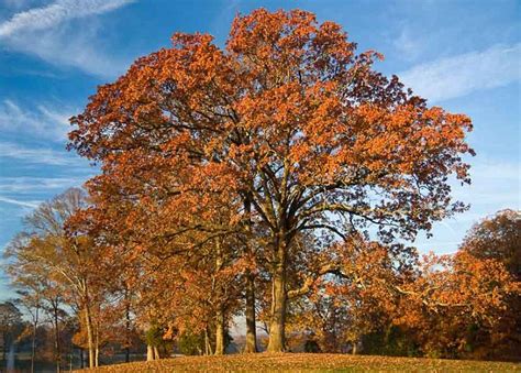 Oak Tree Autumn