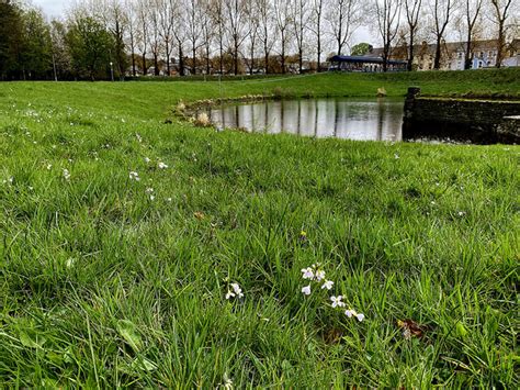 Cuckoo Flowers Lisnamallard Omagh Kenneth Allen Geograph Britain