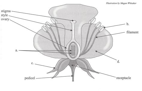 Apologia Biology Module Diagram Quizlet