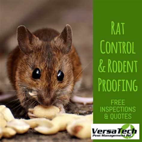 How To Prevent California Rodent Infestations Versa Tech®