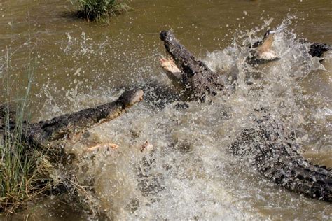 Membagi Muara Untuk Buaya Dan Manusia