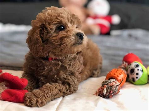 Teacup & Micro Goldendoodle Puppies - Precious Doodle Dogs