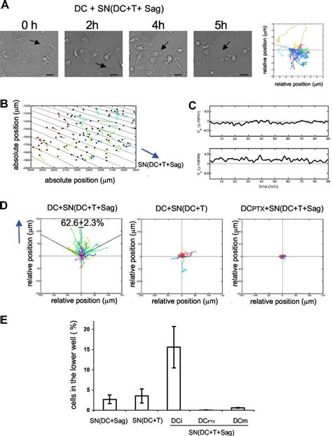 Chemokines Produced During Dc T Cell Interactions Induce Dc Chemotaxis Download Scientific