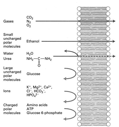 Figure A 5 Membrane Permeability Download Scientific Diagram