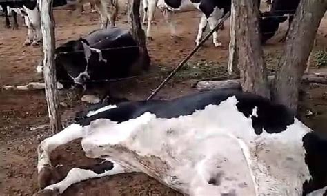 Raio Atinge Cerca E Mata Seis Vacas Em Nossa Senhora Da Glória O Que