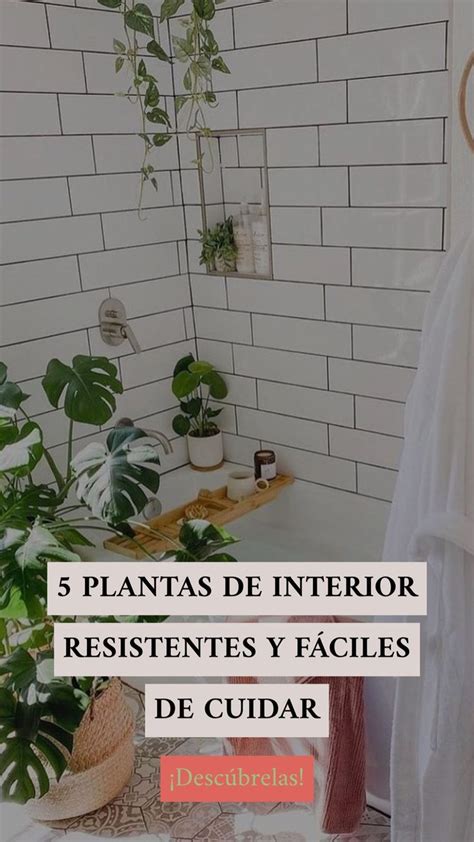 Plantas De Interior Resistentes Y F Ciles De Cuidar Potoroze