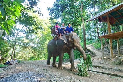 Chiang Mai Destination Chiang Mai Day Tours To Maesa Elephant Camp