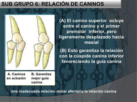 Las Llaves De La Oclusion Ppt