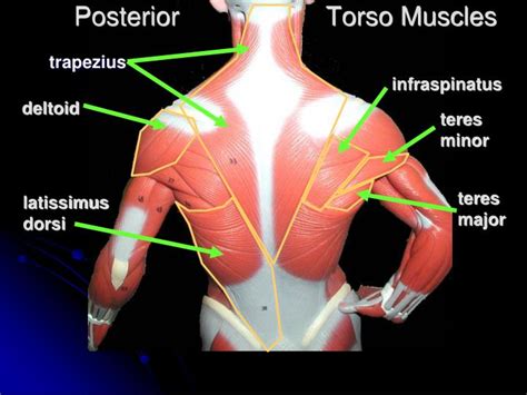 PPT - Torso Muscles PowerPoint Presentation - ID:2965325