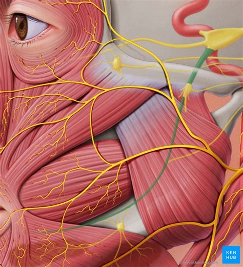 Nervus Trigeminus Anatomie Äste Und Klinik Kenhub