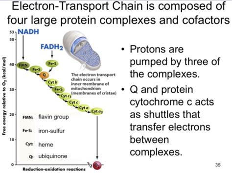 Mcb Etc And Chemiosmosis Fermentation Flashcards Quizlet