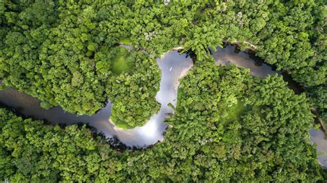 Comment Sassurer Que Les Forêts Demeurent Des Puits De Carbone