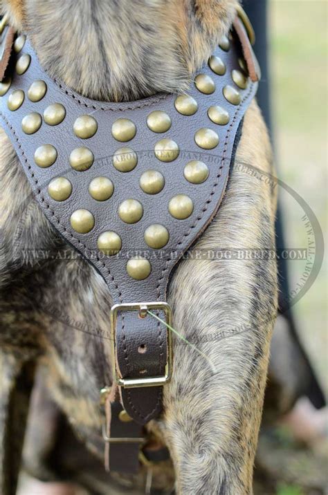 New Designer Studded Leather Great Dane Harness - Adjustable and Comfy