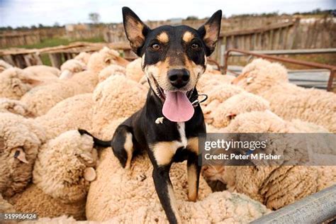 1033 Black Sheep Dog Stock Photos High Res Pictures And Images