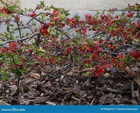 Red Flowering Quince Hedge Shrub Chaenomeles Japonica Stock Photo