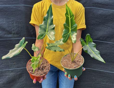 Alocasia Sarian Elephant Ears In 4 And 6 Inch Pot Indoor Outdoor Live