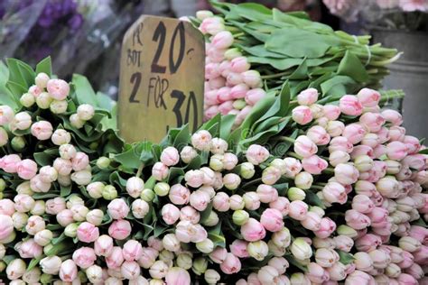 Grote Bos Van Besnoeiings Roze Tulpen Stock Afbeelding Image Of