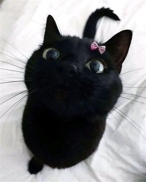 For The Last Time Black Cats Are Not Bad Luck Cats