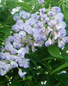 Blue Moon Wisteria - Jeffries Nurseries