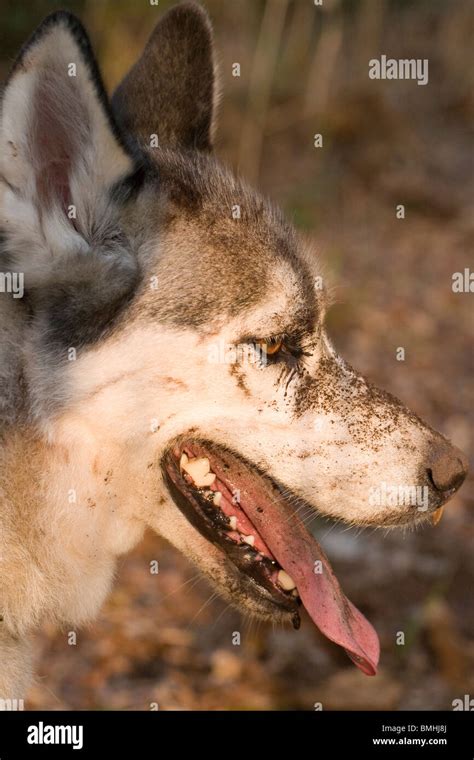 Perro Canis lupus familiaris Var domésticos raza Siberian Husky