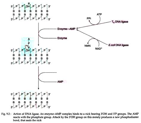 Recombinant Dna Technology Biochemistry