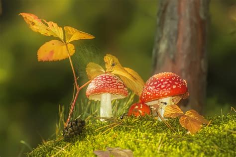 2048x1367 2048x1367 Mushroom Close Up Fall Nature Wallpaper