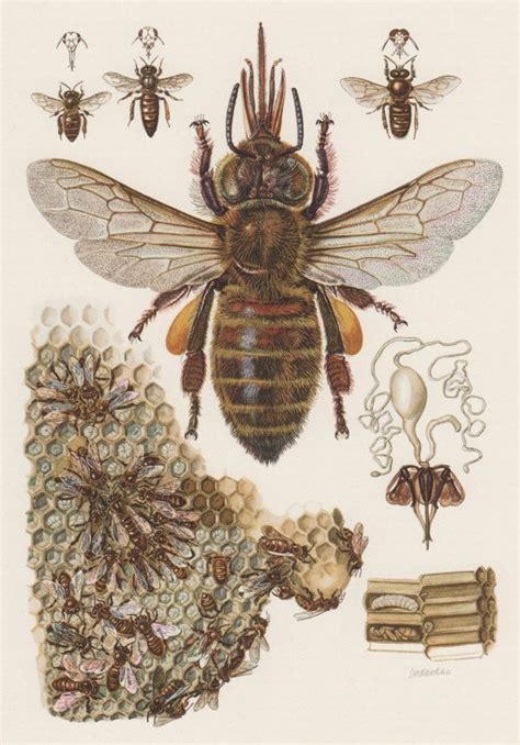 1957 European Honey Bee Antique Print Vintage Offset Lithograph