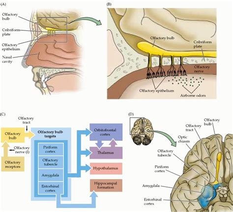 Odorant Receptors And Olfactory Coding Neuroscience Ncbi Bookshelf