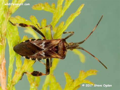 Western Conifer Seed Bug Leptoglossus Occidentalis Wildlife Insight