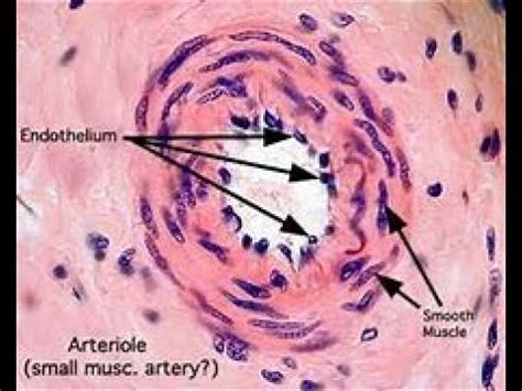 Diagrams Histology And Histophathology