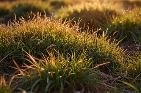 Sunkissed Grass Background With Warm Golden Hues Premium Ai Generated