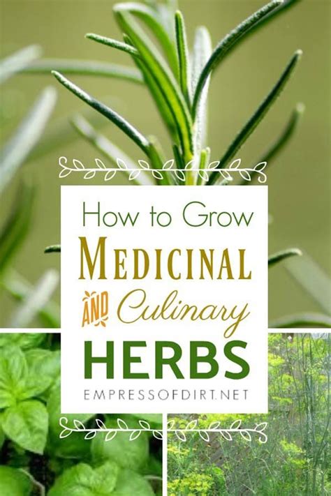 How To Grow Medicinal And Culinary Herbs Empress Of Dirt