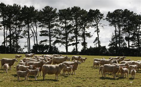 Farm Health Online – Animal Health and Welfare Knowledge Hub – Sheep Behaviour