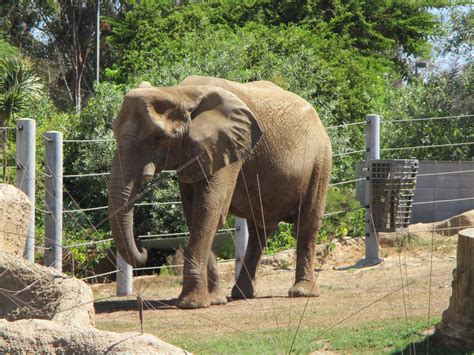 Tembo the Elephant Enjoying the Sun by kylgrv on DeviantArt